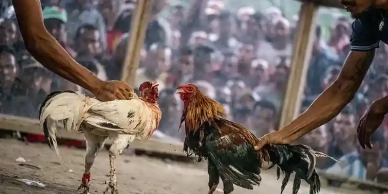 Hãy đánh giá kỹ năng của chiến kê trước khi đặt cược