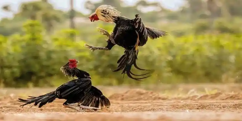 Mỗi chiến kê đều có sức mạnh vượt trội